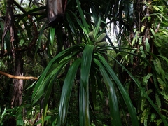 Freycinetia