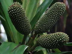 Freycinetia