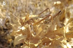 Ephippigerida barati