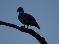Columba palumbus