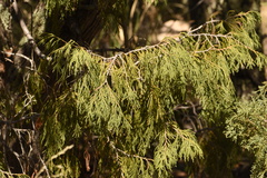 Juniperus flaccida flaccida