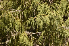 Juniperus flaccida flaccida
