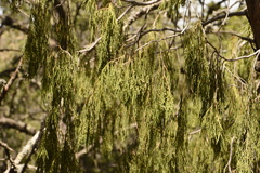 Juniperus flaccida flaccida