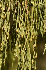 Juniperus flaccida flaccida