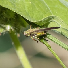 Enthephippion olivaceum