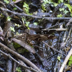 Thespieus aspernatus