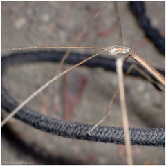 Pseudosermyle straminea
