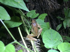 Rana japonica