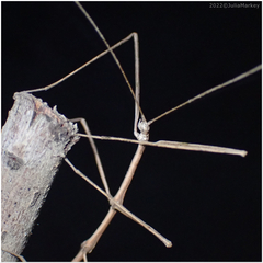 Pseudosermyle straminea