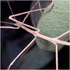 Pseudosermyle straminea