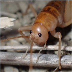 Ceuthophilus californianus