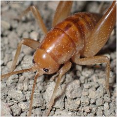 Ceuthophilus californianus