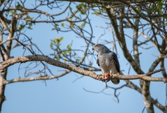 Aviceda cuculoides verreauxii