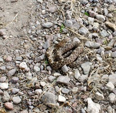 Pituophis deppei deppei