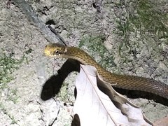 Hebius vibakari