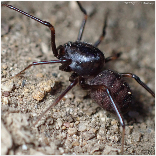 Striped Spitting Spider