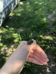 Bufo bufo