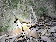 Hebius vibakari