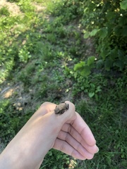 Bufo bufo
