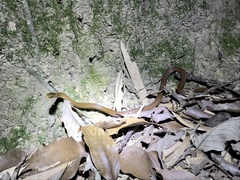 Hebius vibakari