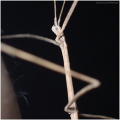 Pseudosermyle straminea