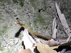 Hebius vibakari
