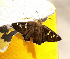 Apyrrothrix araxes