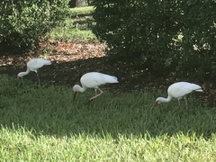 Eudocimus albus