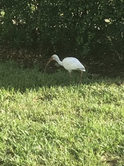 Eudocimus albus