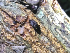 Helota gemmata