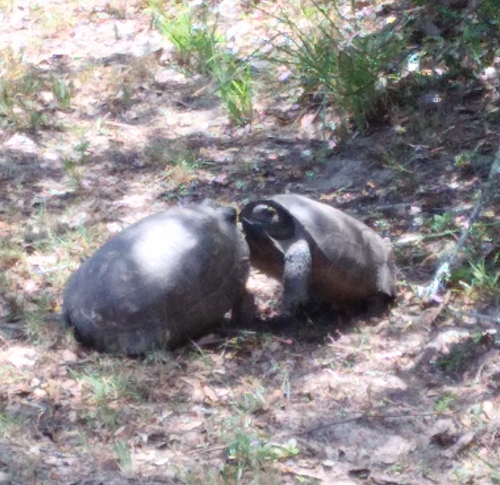 Gopher Tortoise, Florida, US, photo 9 of 10