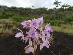 Spathoglottis pacifica
