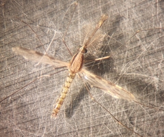 Anopheles franciscanus