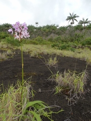 Spathoglottis pacifica