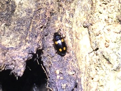 Dolichoctis rotundata