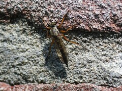 Neomochtherus pallipes