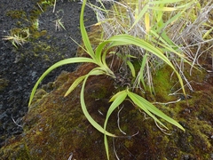 Spathoglottis pacifica