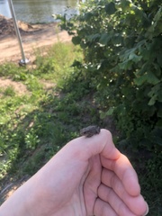 Bufo bufo