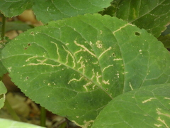 Scrobipalpula manierreorum