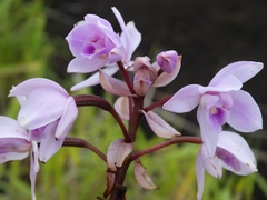 Spathoglottis pacifica