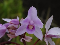 Spathoglottis pacifica