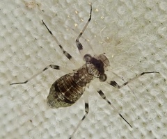 Mesopsocus fuscifrons