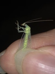 Chrysopa nigricornis