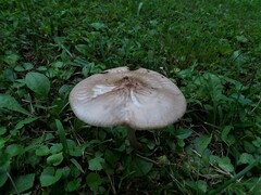 Oudemansiella limonispora