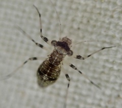 Mesopsocus fuscifrons