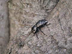 Zopherus nodulosus nodulosus