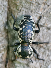 Zopherus nodulosus nodulosus