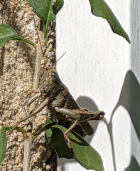 Melanoplus differentialis