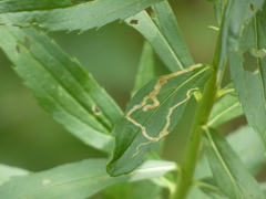 Cremastobombycia solidaginis