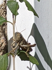 Melanoplus differentialis